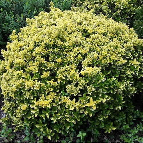 Euonymus japonicus 'Aureomarginatus'