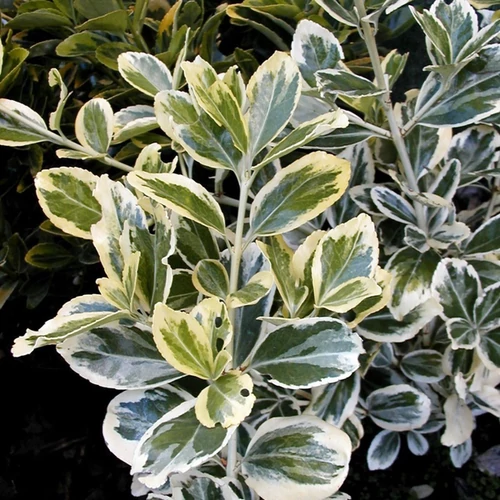 Euonymus japonicus 'Bravo'