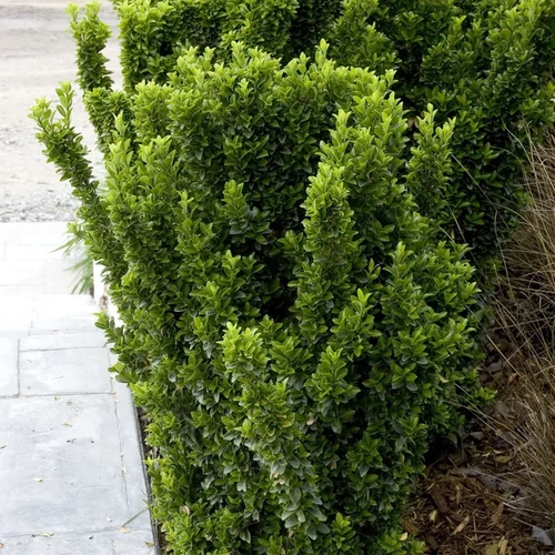 Euonymus japonicus 'Green Spire'