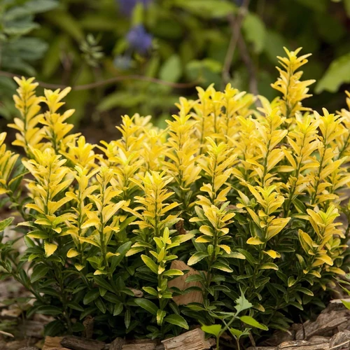 Euonymus japonicus 'Happiness'