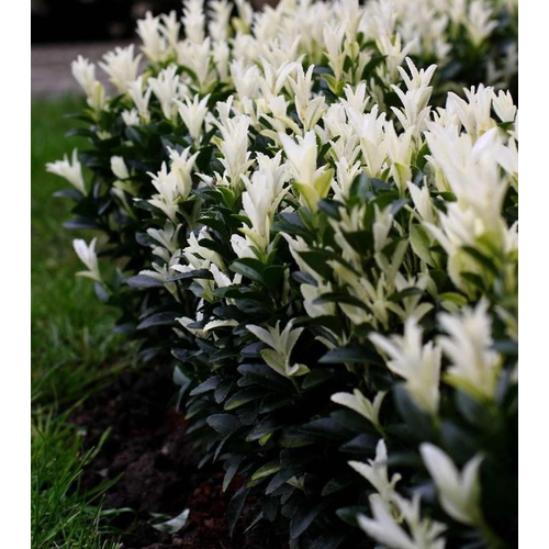 Euonymus japonicus 'Paloma Blanca'