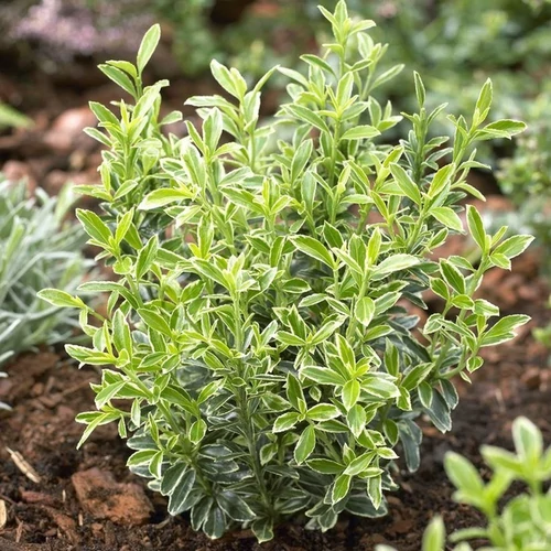 Euonymus microphyllus 'Albovariegatus'