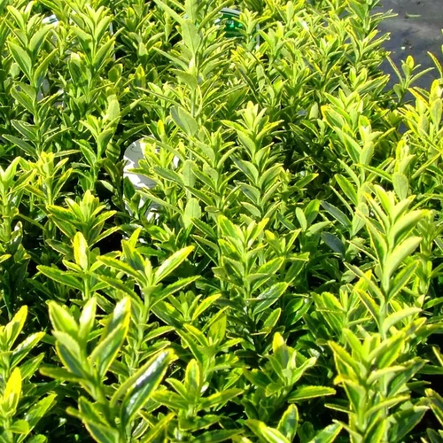 Euonymus microphyllus 'Aureovariegatus'