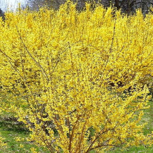 Forsythia intermedia 'Lynwood'