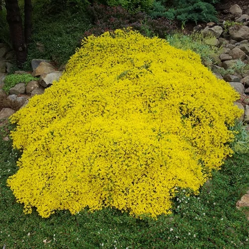 Genista lydia