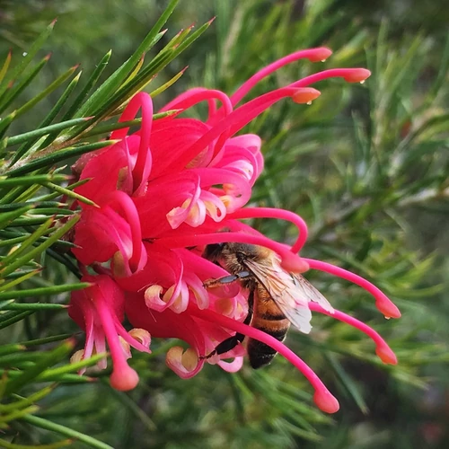 Grevillea juniperina 'Canberra Gem'