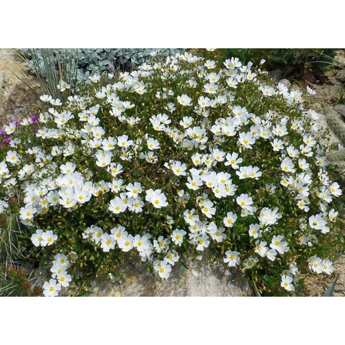 Halimiocistus sahucii