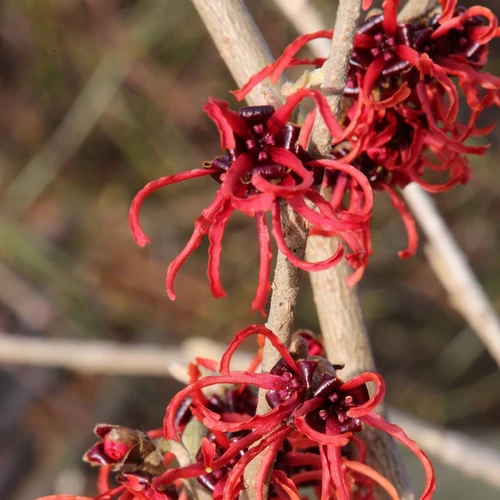 Hamamelis intermedia 'Diane'