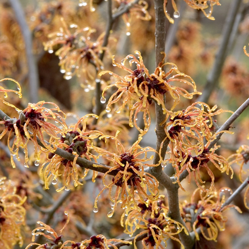 Hamamelis intermedia 'Orange Beauty'
