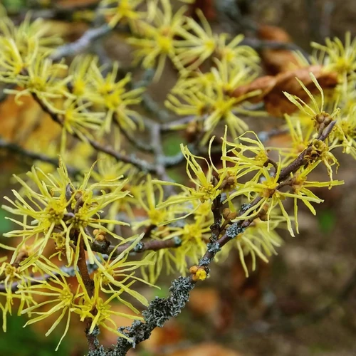 Hamamelis virginiana