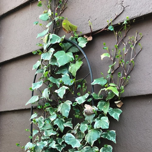 Hedera canariensis 'Glorie di Marengo'