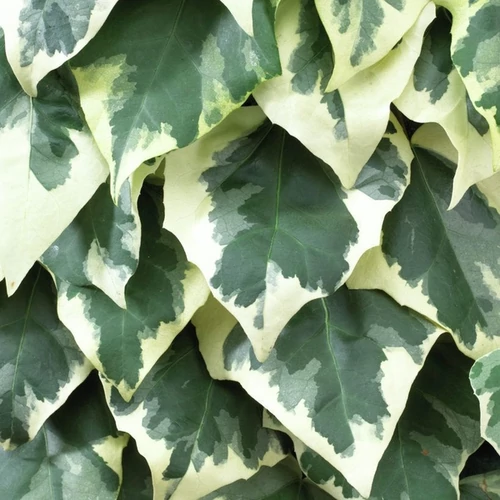 Hedera colchica 'Dentata Variegata'