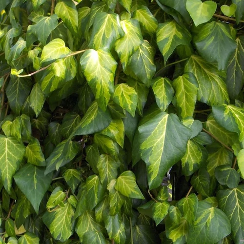 Hedera colchica 'Sulphur Heart'