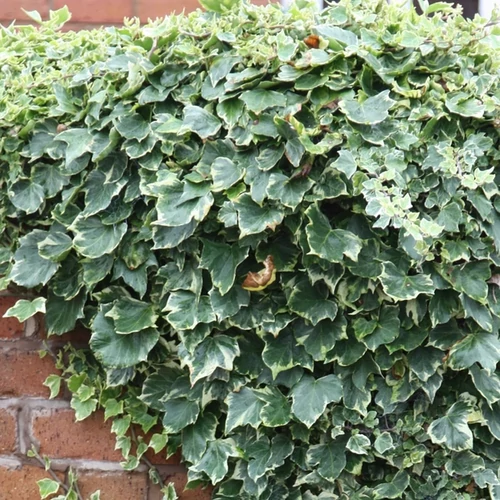 Hedera helix 'Glacier'