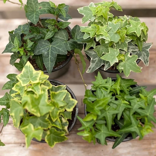 Hedera helix 'Variegata' mix