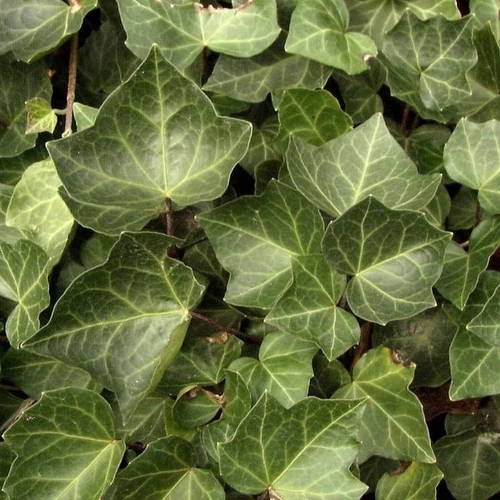 Hedera helix 'Woerner'