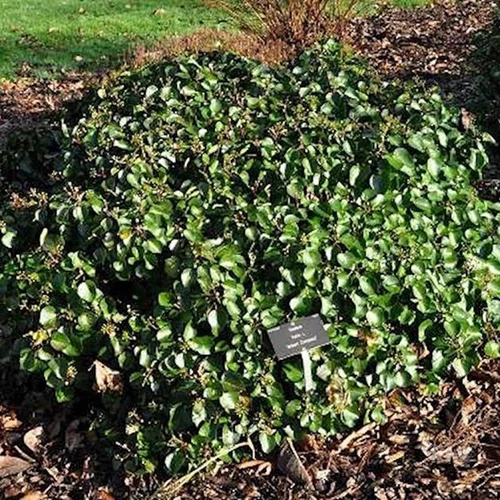 Hedera hibernica 'Arbori Compact'
