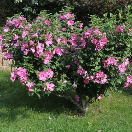 Hibiscus syriacus mix
