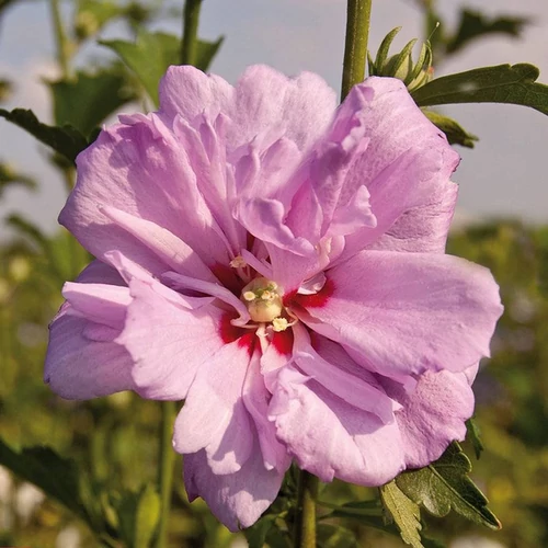 Hibiscus syriacus 'Ardens'
