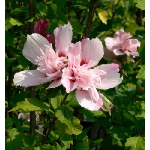 Hibiscus syriacus 'Carneus Plenus'