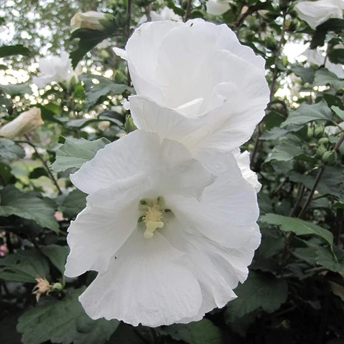 Hibiscus syriacus 'Diana'
