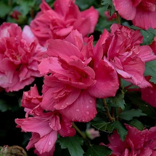 Hibiscus syriacus 'Dupla piros'