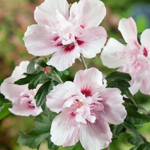 Hibiscus syriacus 'Lady Stanley'