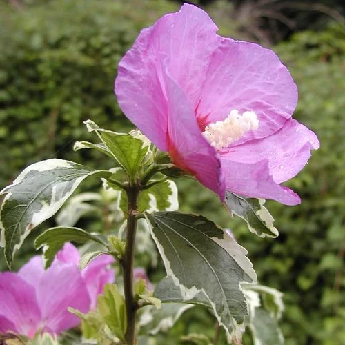 Hibiscus syriacus 'Meehanii'