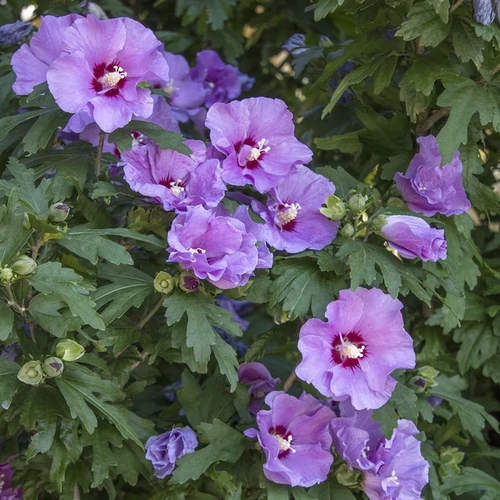 Hibiscus syriacus 'Minerva'