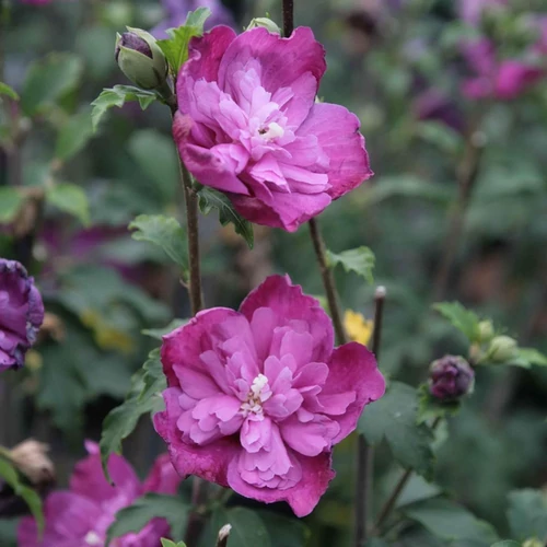 Hibiscus syriacus 'Purple Ruffles'