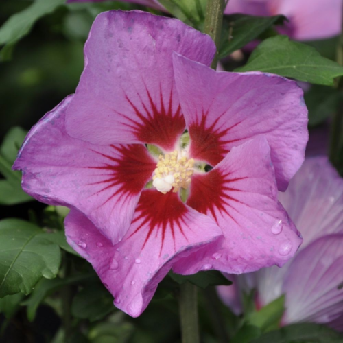 Hibiscus syriacus 'Russian Violet'