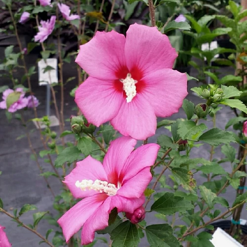 Hibiscus syriacus 'Woodbridge'