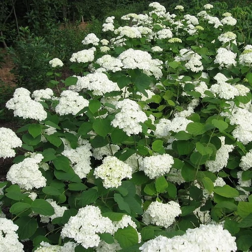 Hydrangea arborenscens 'Grandiflora'