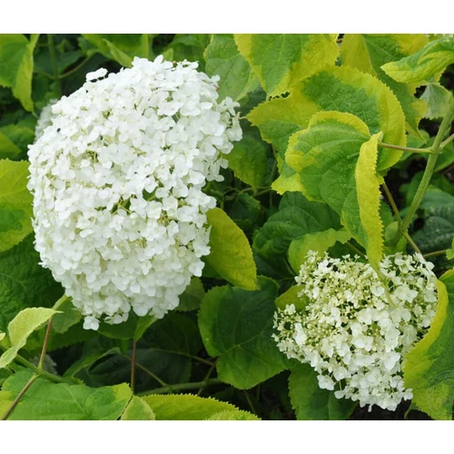 Hydrangea arborescens 'Golden Annabelle'