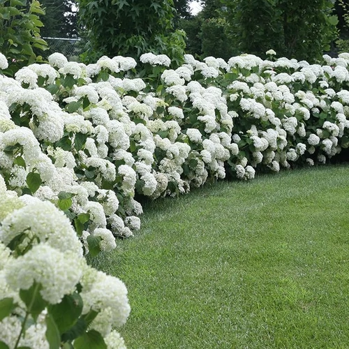 Hydrangea arborescens 'Incrediball'