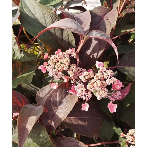 Hortenzia érdeslevelű fehér-lila - Hydrangea aspera 'Hot Chocolate' 40/60cm K4l