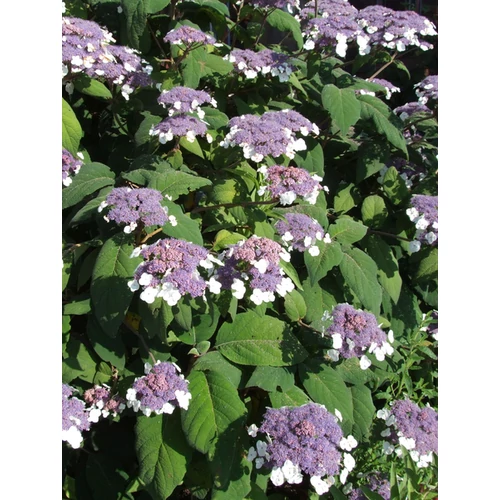 Hydrangea aspera 'Sargentiana'