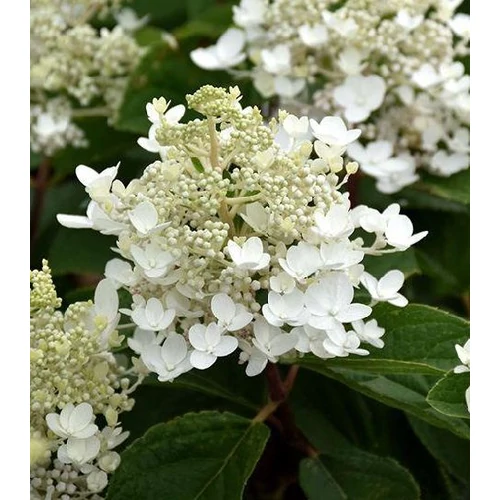 Hydrangea paniculata 'Baby Lace'