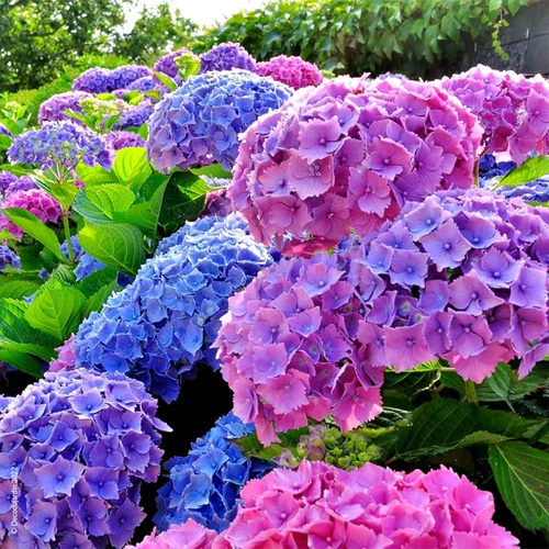 Hydrangea macrophylla