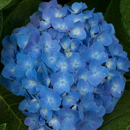 Hydrangea macrophylla 'Blue Power'