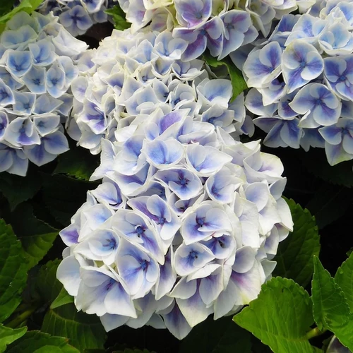 Hydrangea macrophylla 'Candy Blue'