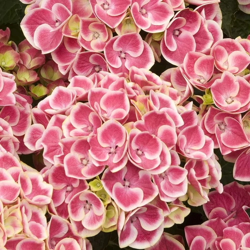 Hydrangea macrophylla 'Circus'
