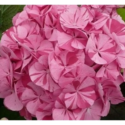 Hydrangea macrophylla 'Dancing Angel'