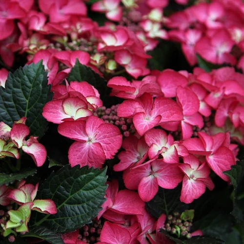 Hydrangea macrophylla 'Dark Angel'