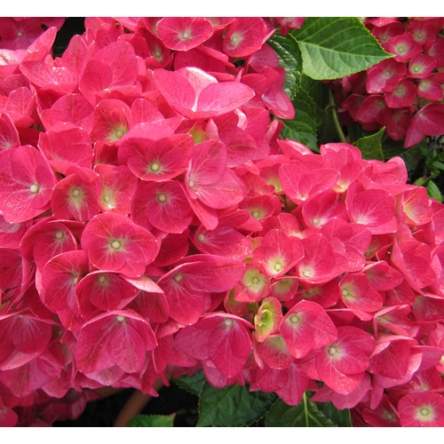 Hydrangea macrophylla 'Doris'