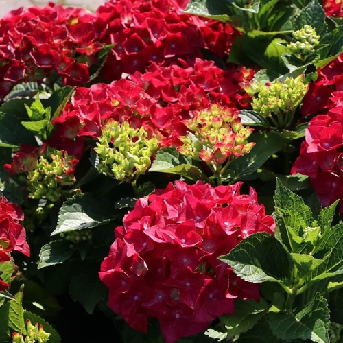 Hydrangea macrophylla 'Hot Red'