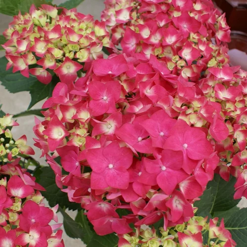 Hydrangea macrophylla 'Leuchtfeuer'