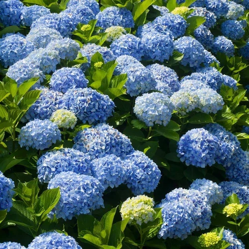 Hydrangea macrophylla 'Nikko Blue'