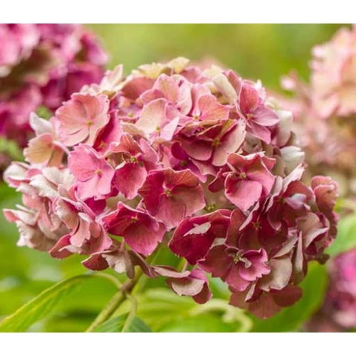 Hydrangea macrophylla 'Preciosa'