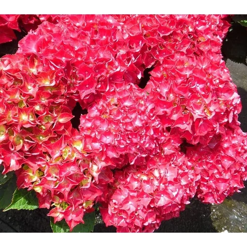 Hortenzia sötét rózsaszín - Hydrangea macrophylla 'Red Beauty' 30/40cm K3l